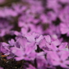 芝桜３