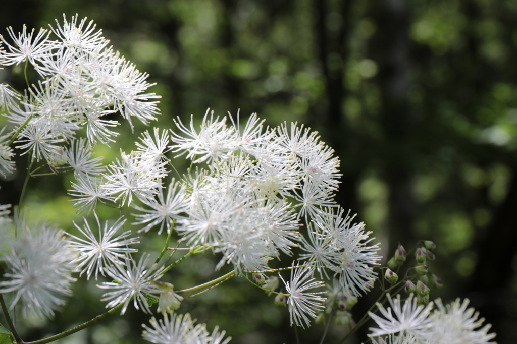 マンセンカラマツ１