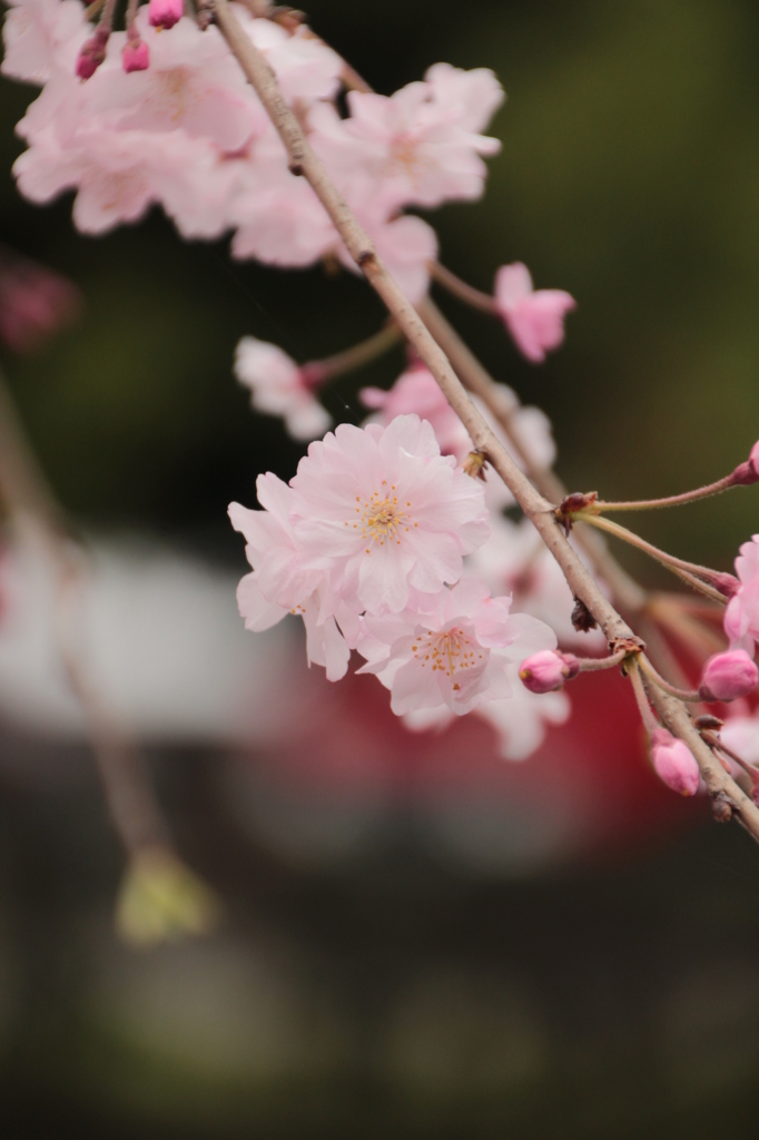 枝垂れ桜２