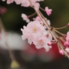 枝垂れ桜２