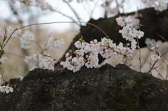 秋ヶ瀬の桜３