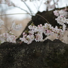 秋ヶ瀬の桜３