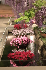 花と水と光