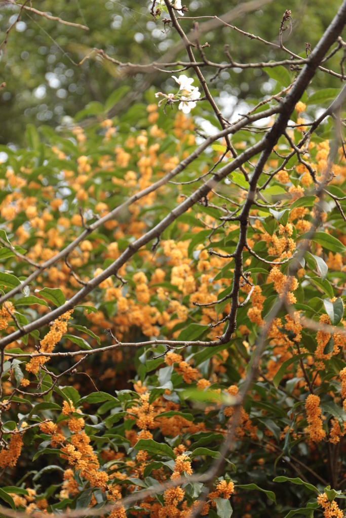 キンモクセイと桜