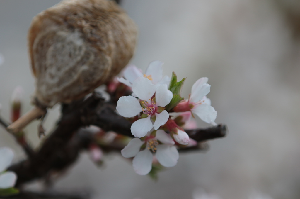 カマキリの卵と桜１
