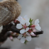 カマキリの卵と桜１