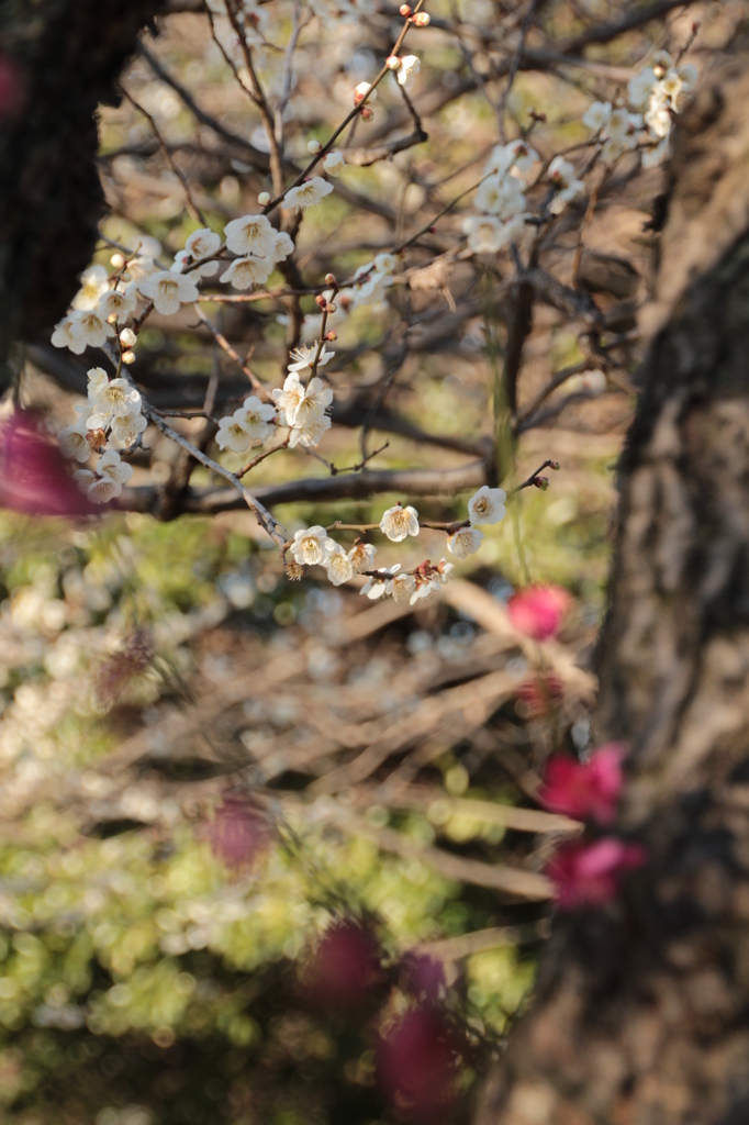 大宮公園梅４