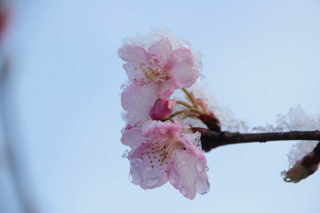 雪と桜