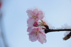 雪と桜