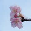 雪と桜