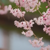 枝垂れ桜１