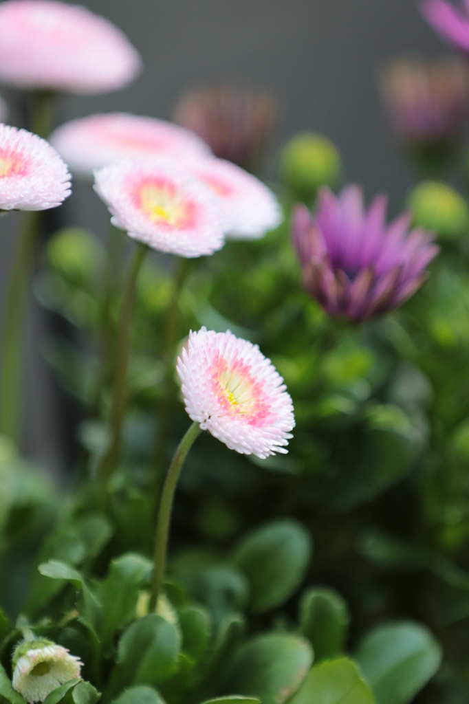 花１