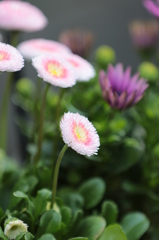 花１