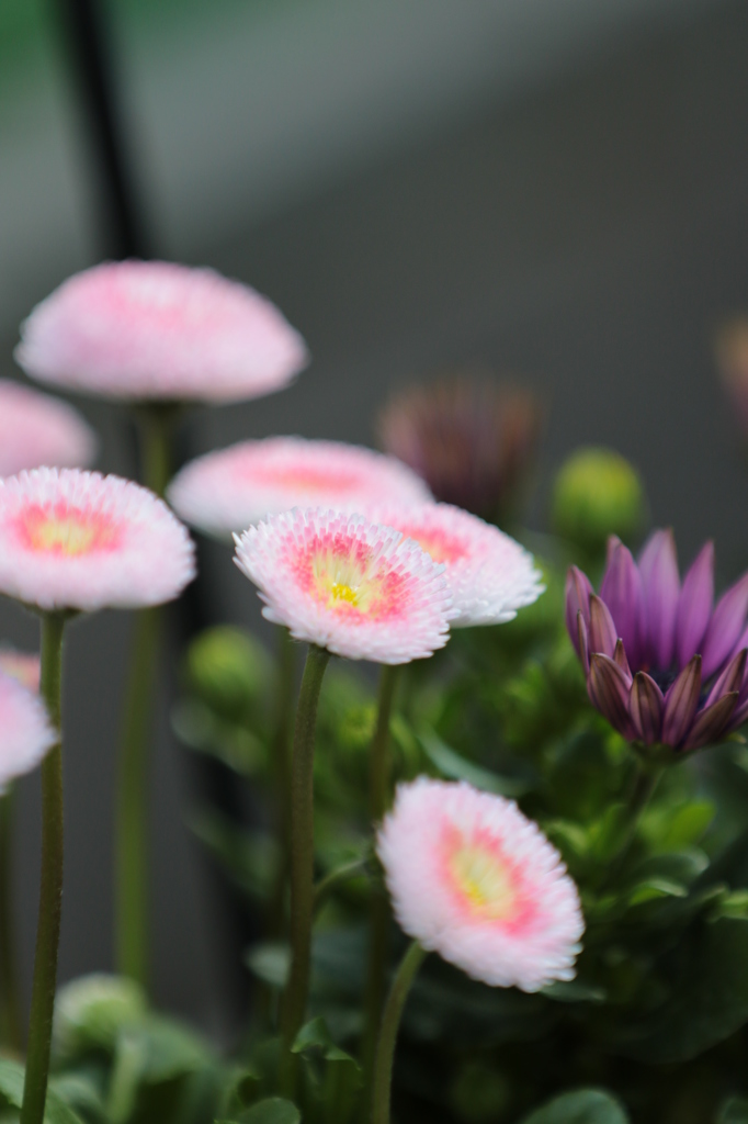花２