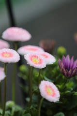 花２