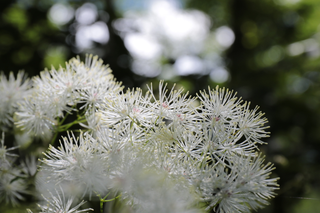 マンセンカラマツ２