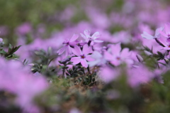 芝桜２