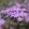 芝桜２