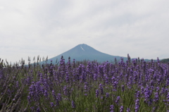 富士山とラベンダー