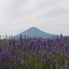 富士山とラベンダー