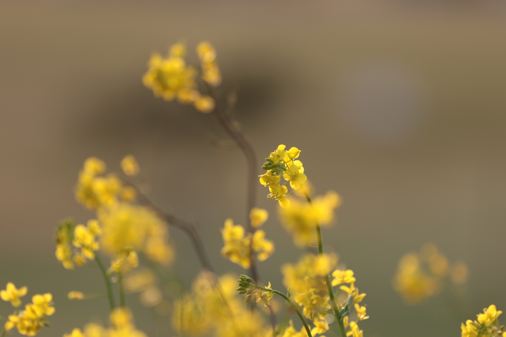 菜の花２