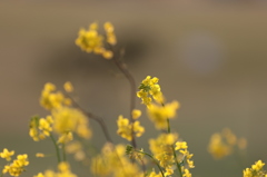 菜の花２