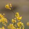 菜の花２