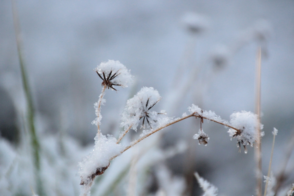 雪化粧（２）