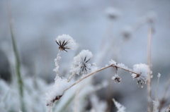雪化粧（２）
