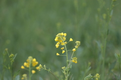 菜の花１