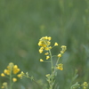 菜の花１