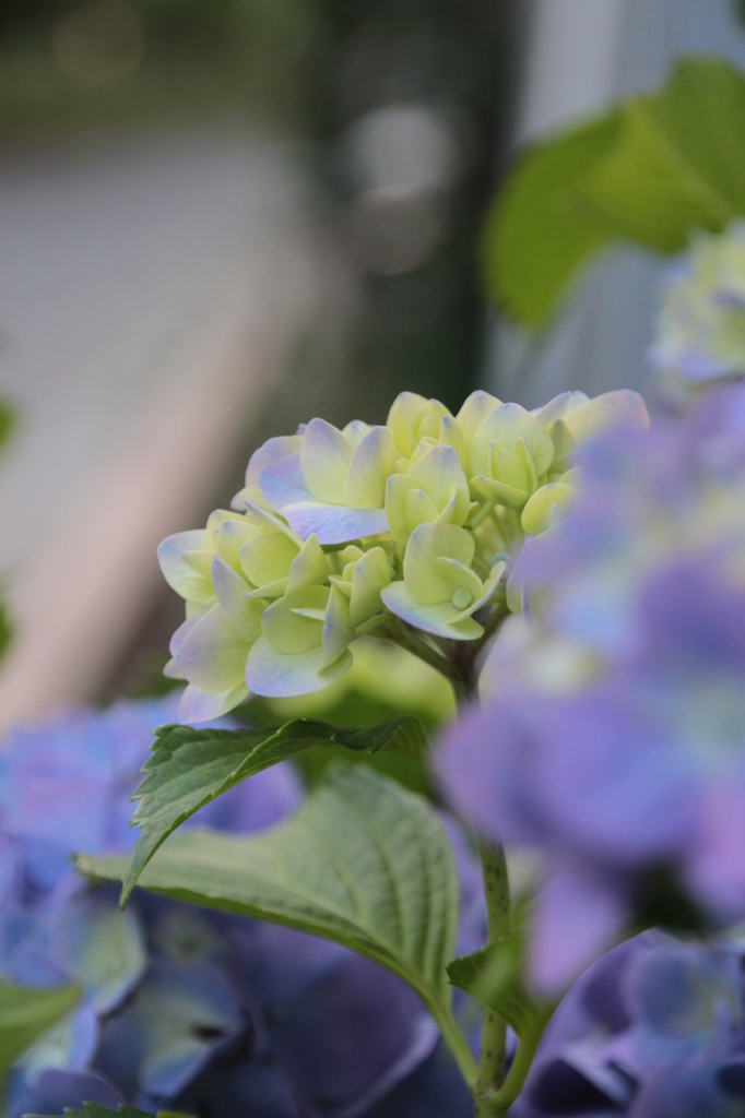 紫陽花