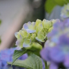 紫陽花