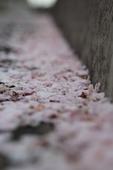 花びら２