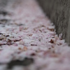 花びら２