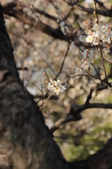 大宮公園梅２