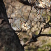 大宮公園梅２