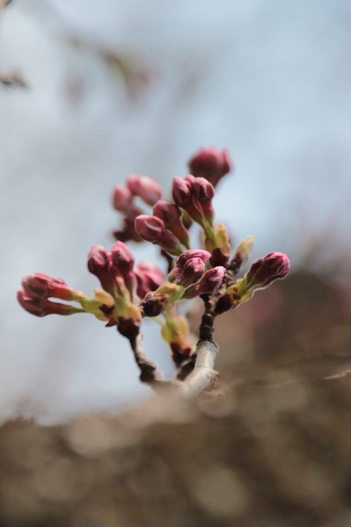 桜蕾３