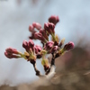 桜蕾３