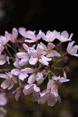 権現堂夜桜４