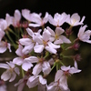 権現堂夜桜４