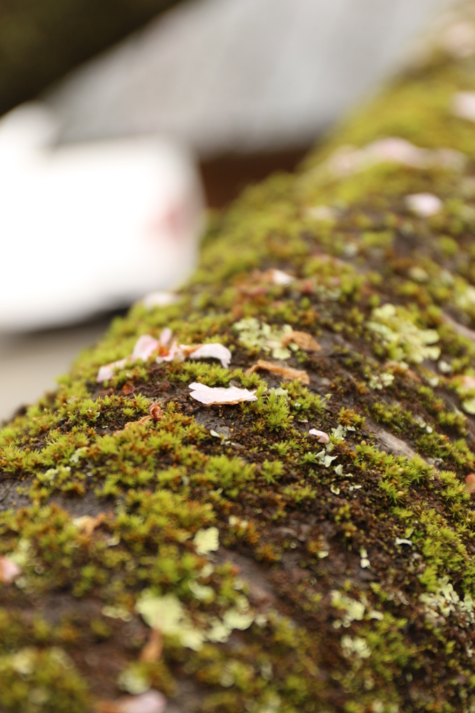 コケと桜