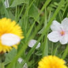 花びら１