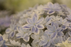 紫陽花５