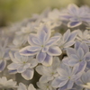 紫陽花５