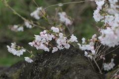 秋ヶ瀬の桜１