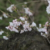 秋ヶ瀬の桜１