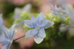 紫陽花２
