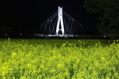 権現堂菜の花