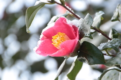 雪と椿